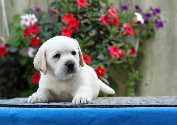 Der Kleine Gelbe Labrador Welpe Sitzt Auf Blauem Hintergrund — Stockfoto