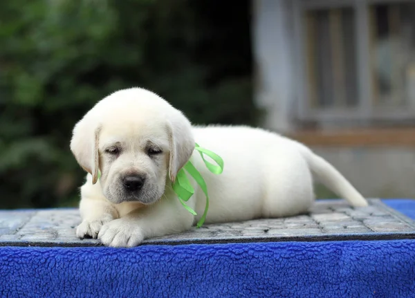 Perrito Labrador Amarillo Sentado Sobre Fondo Azul — Foto de Stock