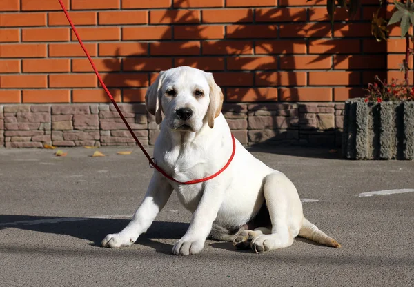 Labrador Jaune Doux Assis Dans Parc — Photo