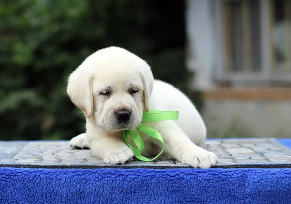 Sweet Little Yellow Labrador Puppy Sitting Blue Background — Stock Photo, Image