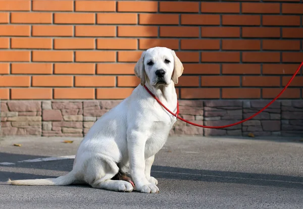 Ein Gelber Labrador Sitzt Park — Stockfoto