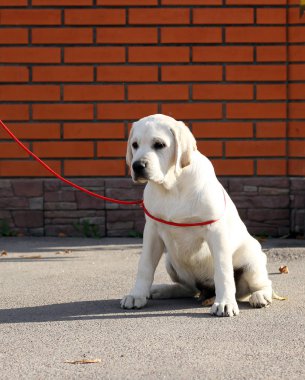 Tatlı sarı labrador parkta oturuyor.
