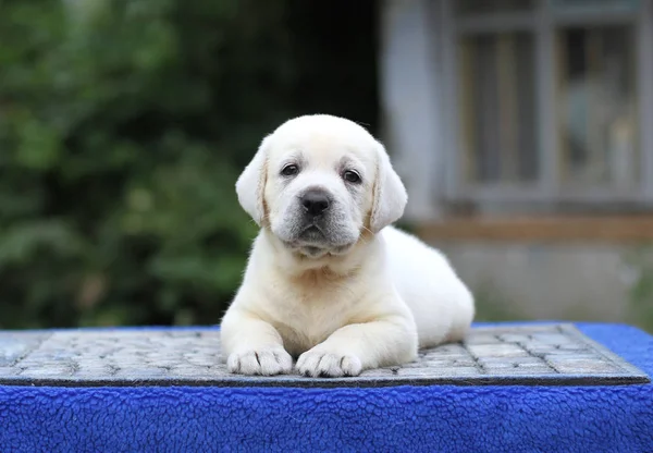 Ein Süßer Kleiner Gelber Labrador Welpe Sitzt Auf Blauem Hintergrund — Stockfoto