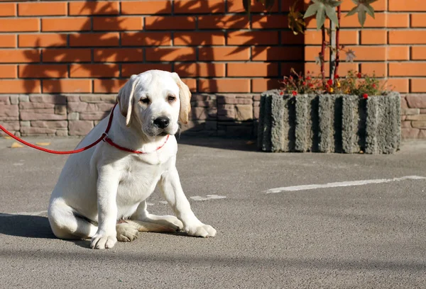 Labrador Jaune Assis Dans Parc — Photo