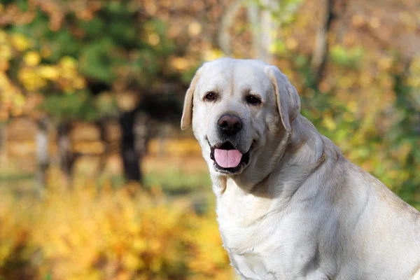 Agradável Labrador Amarelo Parque Outono — Fotografia de Stock