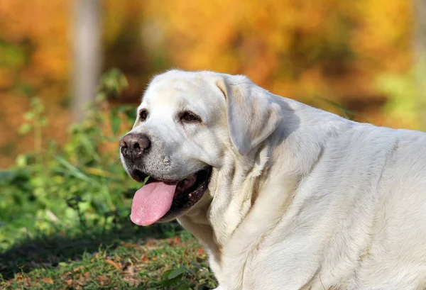 Ładny Żółty Labrador Parku Jesienią — Zdjęcie stockowe