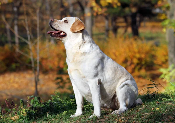 Een Mooie Gele Labrador Het Park Herfst — Stockfoto