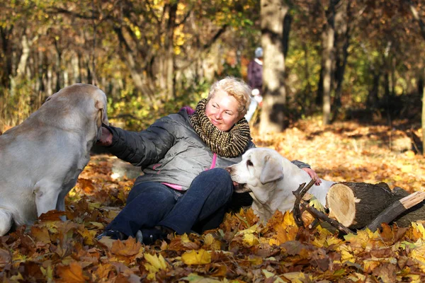 a Happy Woman with her Yellow Labradors in the Autumn Park In the sunny day