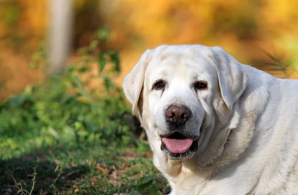 Bonito Labrador Amarillo Parque Otoño — Foto de Stock