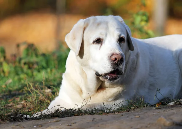 Nice Yellow Labrador Park Autumn — Stock Photo, Image