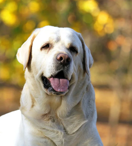 Słodki Ładny Żółty Labrador Parku Jesienią — Zdjęcie stockowe