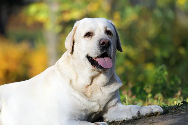 秋天公园里可爱的黄色拉布拉多犬 — 图库照片