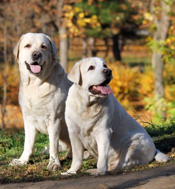 iki sarı Labrador'un sonbahar Park