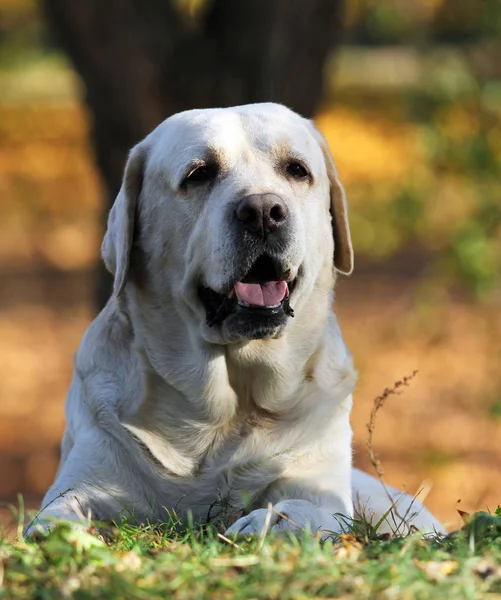 En söt gul labrador i parken i höst — Stockfoto