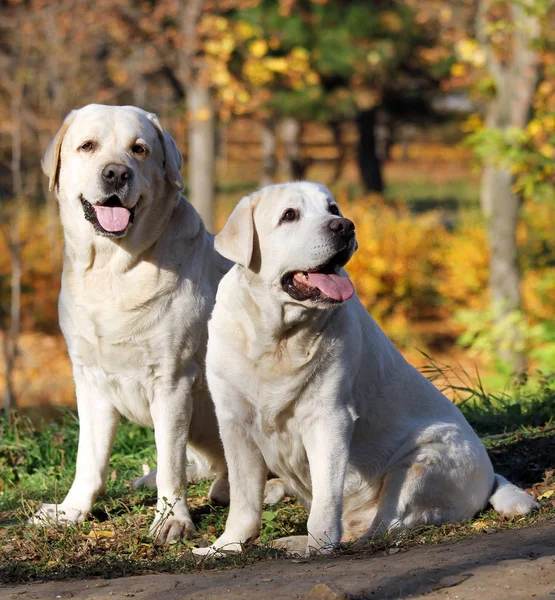Δύο κίτρινο labradors στο πάρκο φθινόπωρο — Φωτογραφία Αρχείου