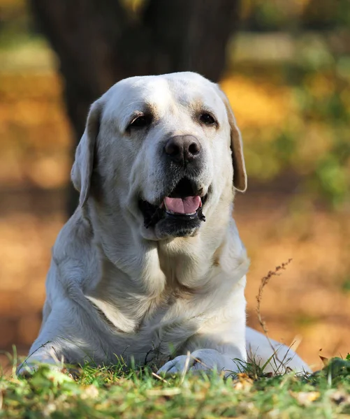 Ein süßer gelber Labrador im Herbst im Park lizenzfreie Stockfotos