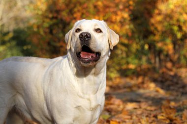 Sonbaharda parktaki sarı labrador.