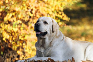 Sonbaharda parkta şirin sarı bir labrador.