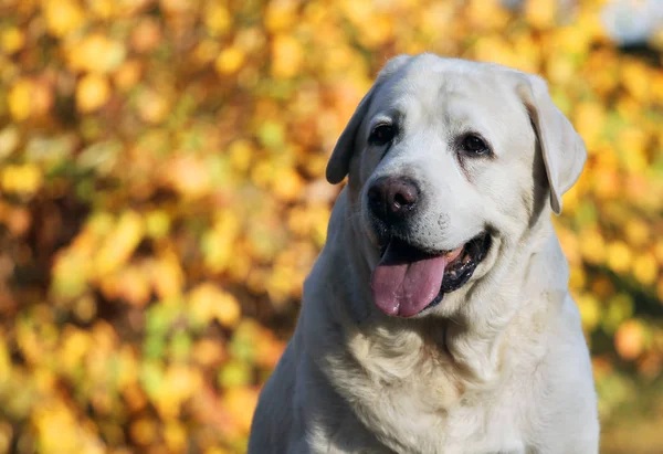 Zoete Mooie Gele Labrador Het Park Herfst — Stockfoto