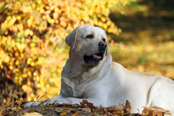 Zoet Schattig Mooi Geel Labrador Het Park Herfst — Stockfoto