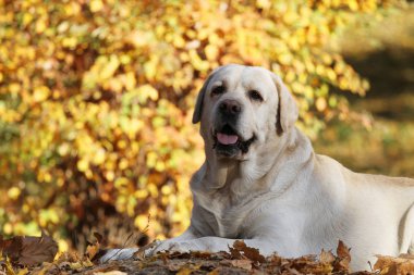 Sonbaharda parkta güzel sarı bir labrador.