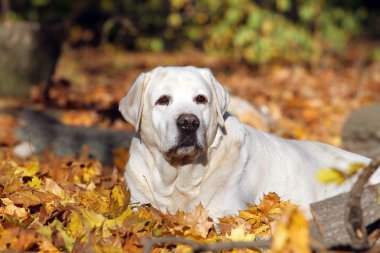 Güzel sarı labrador sonbaharda parkta