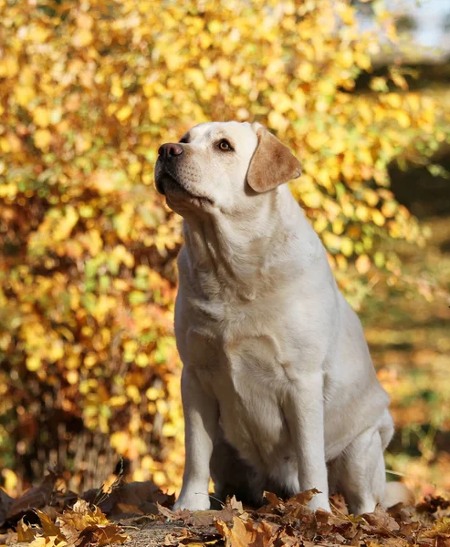 Den Söta Fina Gula Labrador Parken Hösten — Stockfoto