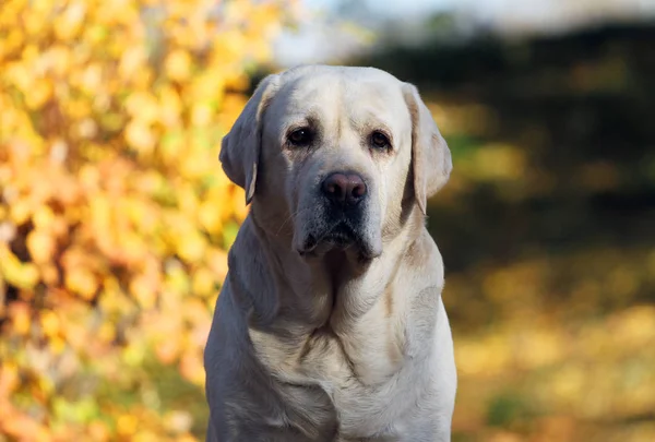 Sonbaharda Parktaki Sarı Labrador — Stok fotoğraf