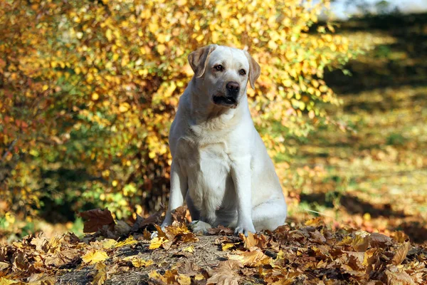 Sonbaharda Parkta Güzel Sarı Bir Labrador — Stok fotoğraf