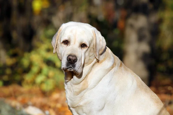 Mooie Gele Labrador Het Park Herfstportret — Stockfoto