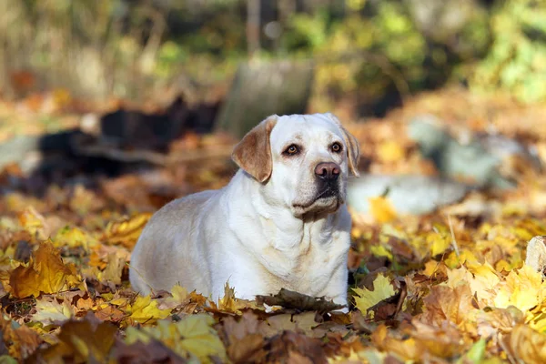 Parktaki Sarı Labrador Sonbahar Portresi — Stok fotoğraf