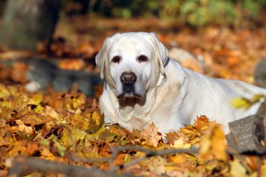 Sonbaharda parkta güzel sarı bir labrador.