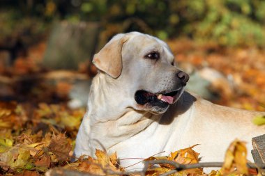 sonbaharda parkta oynarken güzel sarı labrador