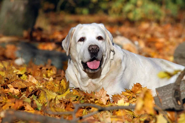 Mooie Gele Labrador Het Park Herfst — Stockfoto