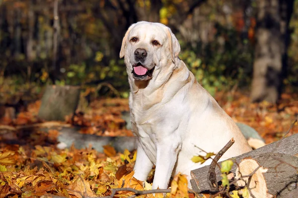 Labrador Amarelo Agradável Que Joga Parque Outono — Fotografia de Stock