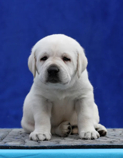 Perrito Labrador Amarillo Sentado Sobre Fondo Azul — Foto de Stock