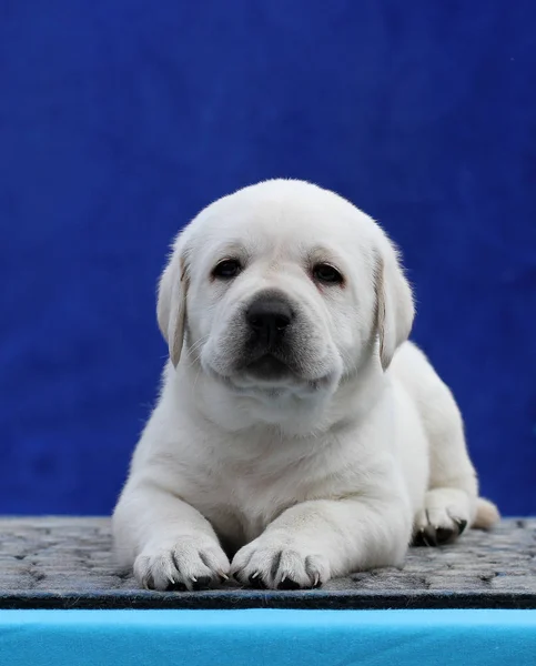 Cachorrito Labrador Amarillo Sentado Sobre Fondo Azul —  Fotos de Stock