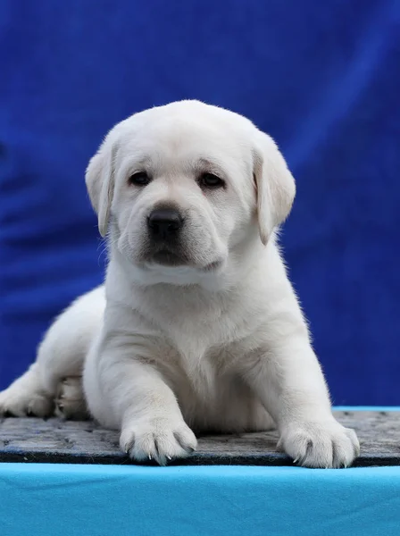 Perrito Labrador Amarillo Sentado Sobre Fondo Azul —  Fotos de Stock