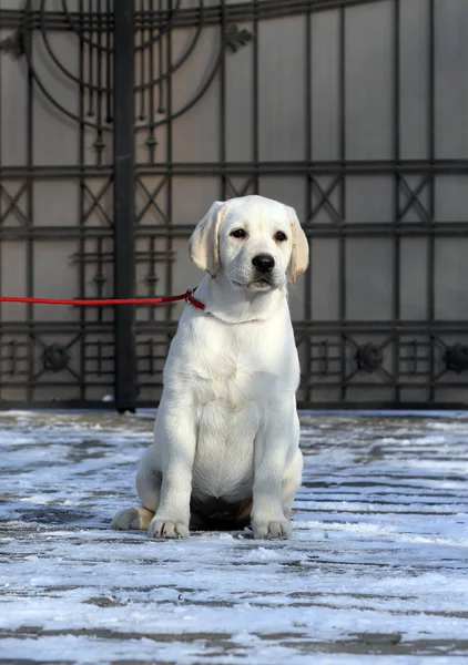 Żółty Labrador Parku Zimą Śniegu — Zdjęcie stockowe