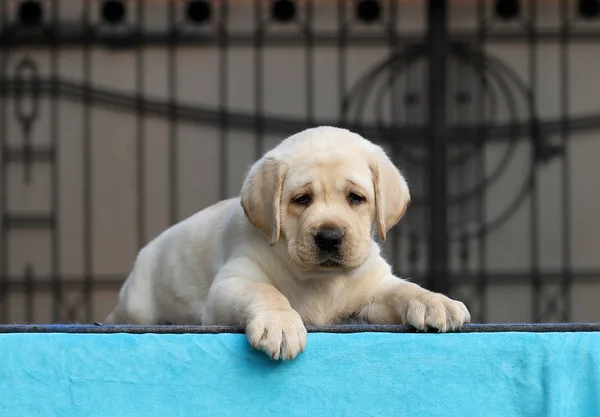 Mavi Arka Planda Oturan Küçük Sarı Labrador Köpeği — Stok fotoğraf