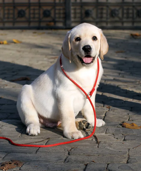 Den Gula Labrador Som Sitter Parken — Stockfoto