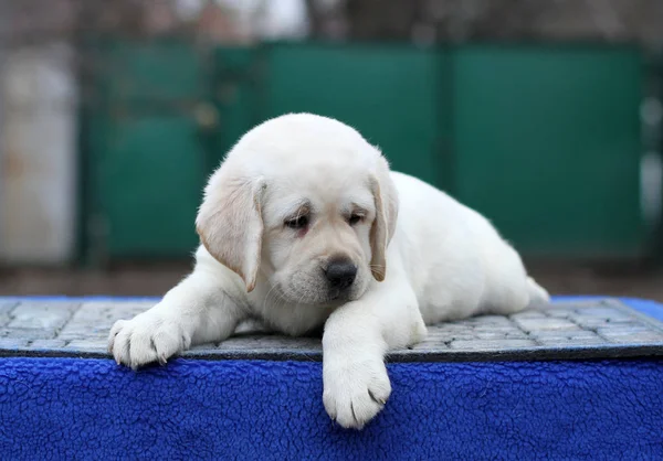 Sladké Malé Žluté Labrador Štěně Sedí Modrém Pozadí — Stock fotografie