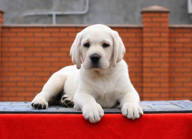 Kırmızı arka planda oturan küçük sarı labrador yavrusu.