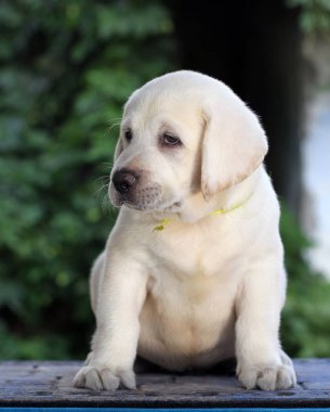 Mavi arka planda oturan tatlı sarı labrador köpek yavrusu.