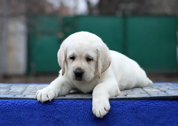 Perrito Labrador Amarillo Sentado Sobre Fondo Azul — Foto de Stock