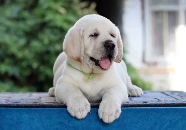 Pequeno Cachorro Labrador Amarelo Doce Sentado Fundo Azul — Fotografia de Stock