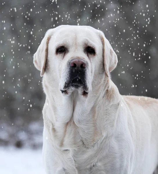 Labrador Amarillo Invierno Retrato Nieve Cerca —  Fotos de Stock