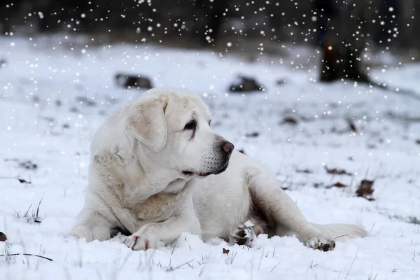 Labrador Amarillo Invierno Retrato Nieve Cerca — Foto de Stock