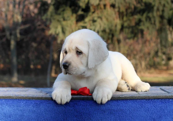 Mavi Arka Planda Oturan Tatlı Sarı Labrador Köpeği — Stok fotoğraf