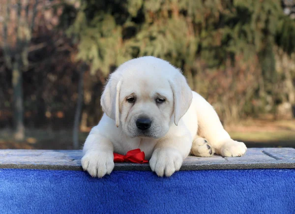 青い背景に座っている小さな黄色いラブラドールの子犬 — ストック写真